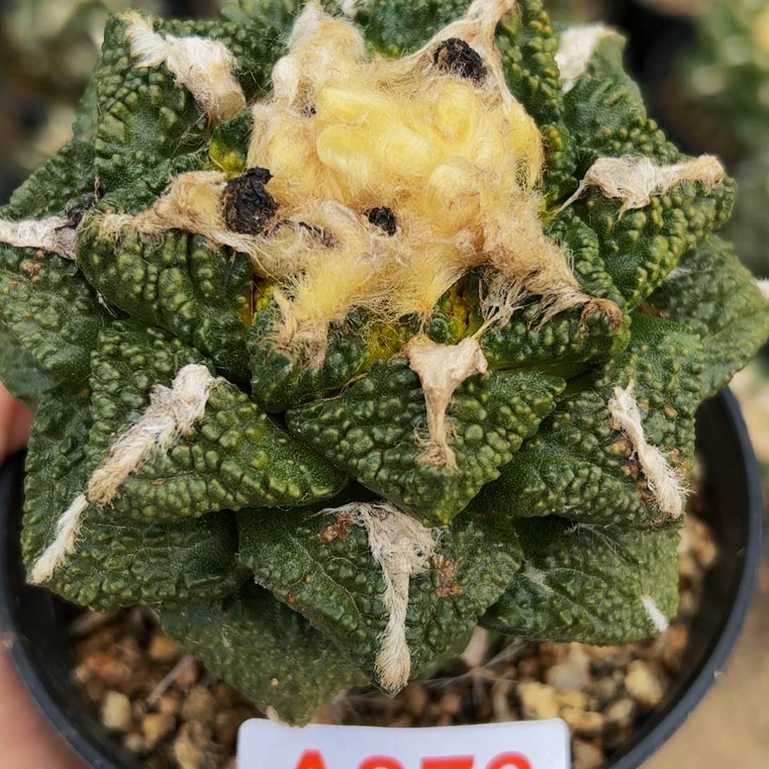 龟甲牡丹锦仙人球378