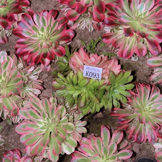 093女巫花脸多肉植物