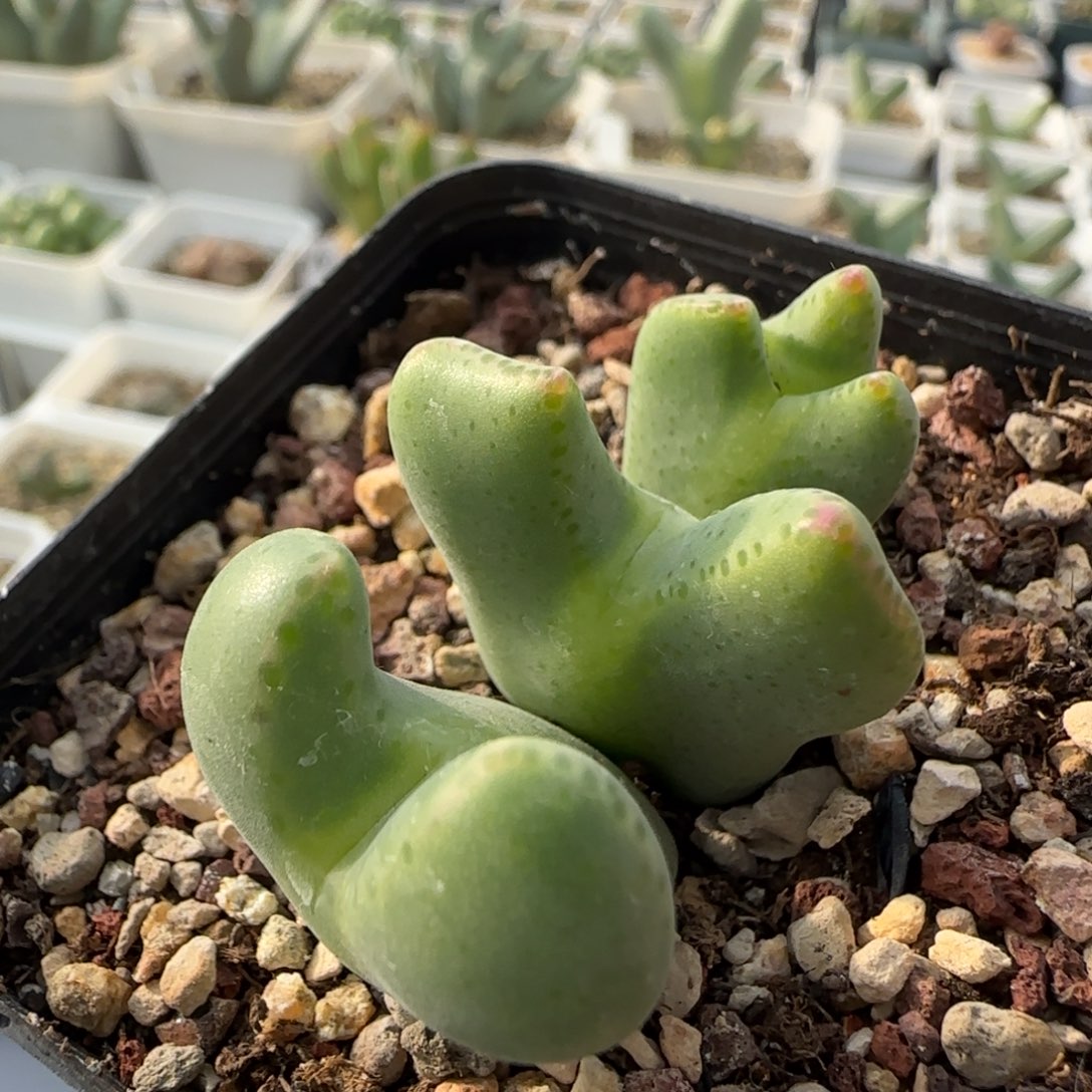 12-5-5-2当天满38包邮孤品折耳兔奔驰空蝉杂交脱土