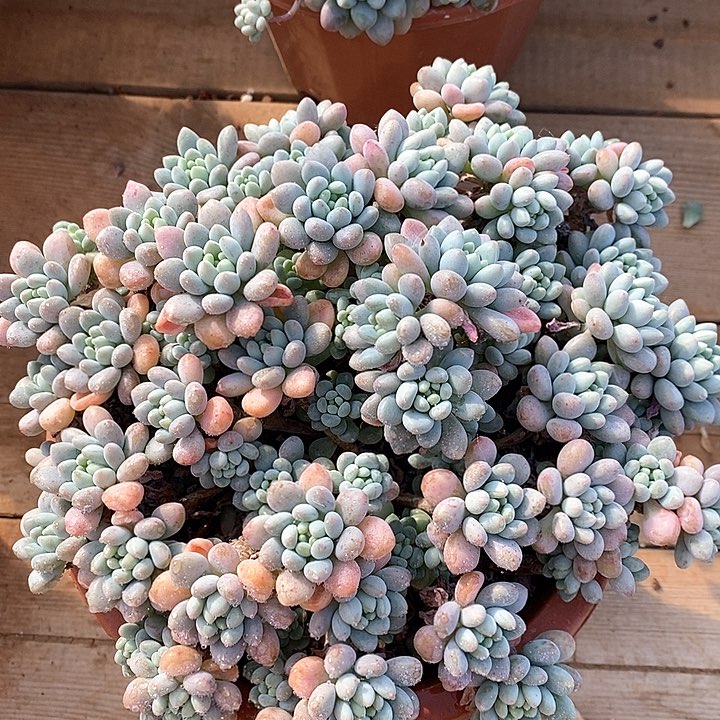 114洛可可群生 福利多多