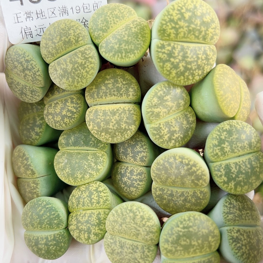 4631 好养易活生石花大母本19个