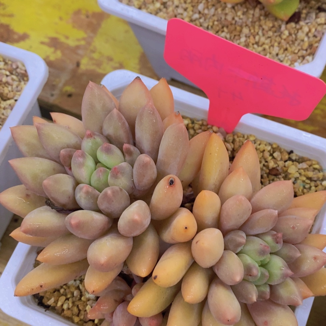 开心多肉，一单包邮，第2场