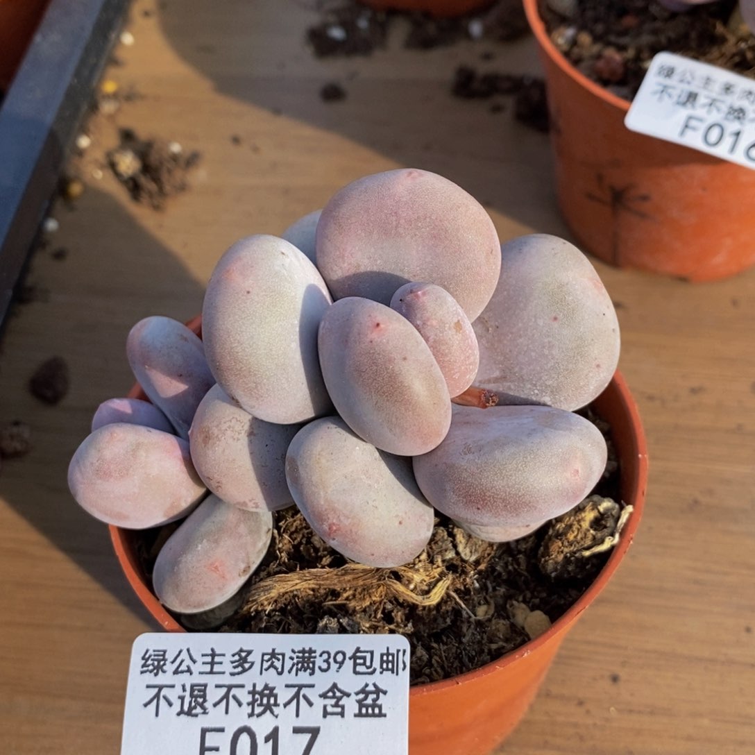 017大叶奶多肉7cm