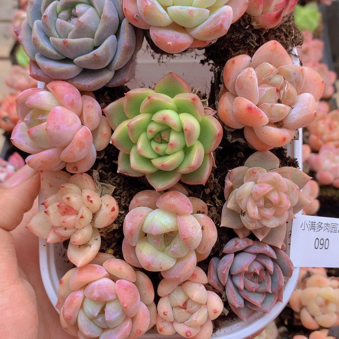 我要去看你了啊我090