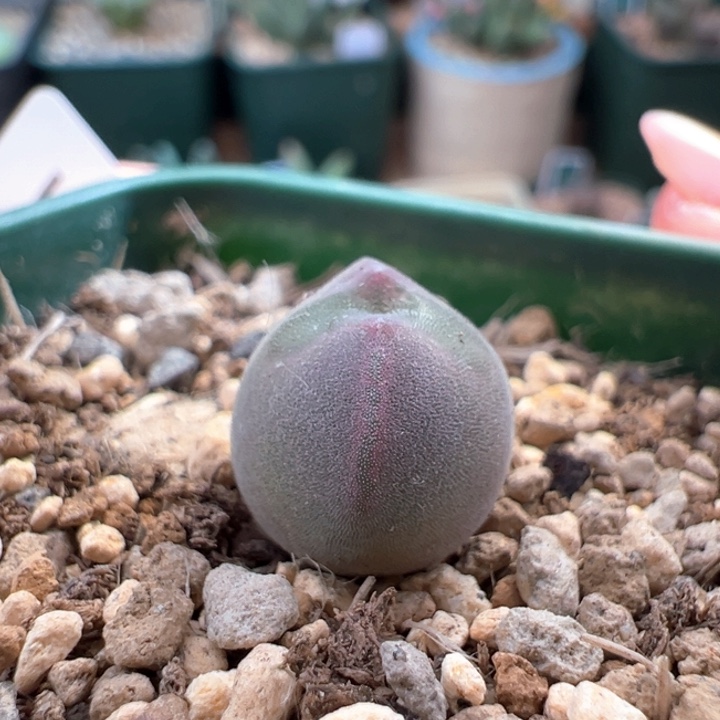 w361。青蛙2年红标特选。粉体小妖姬 大大眼88折后价