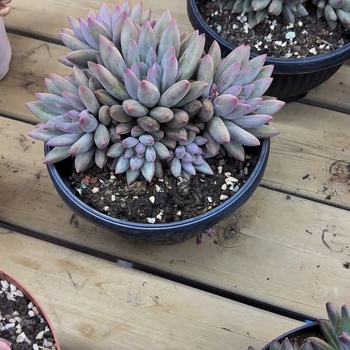 红蜻蜓多肉美美哒的