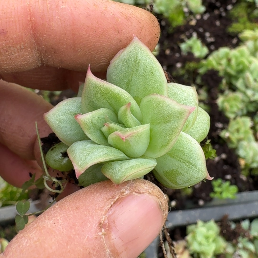 月影凸起杂交一颗连湖畔爱（叶插区）