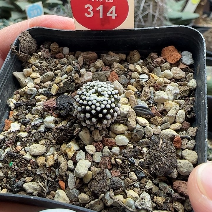 自根萝卜根松针牡丹一颗