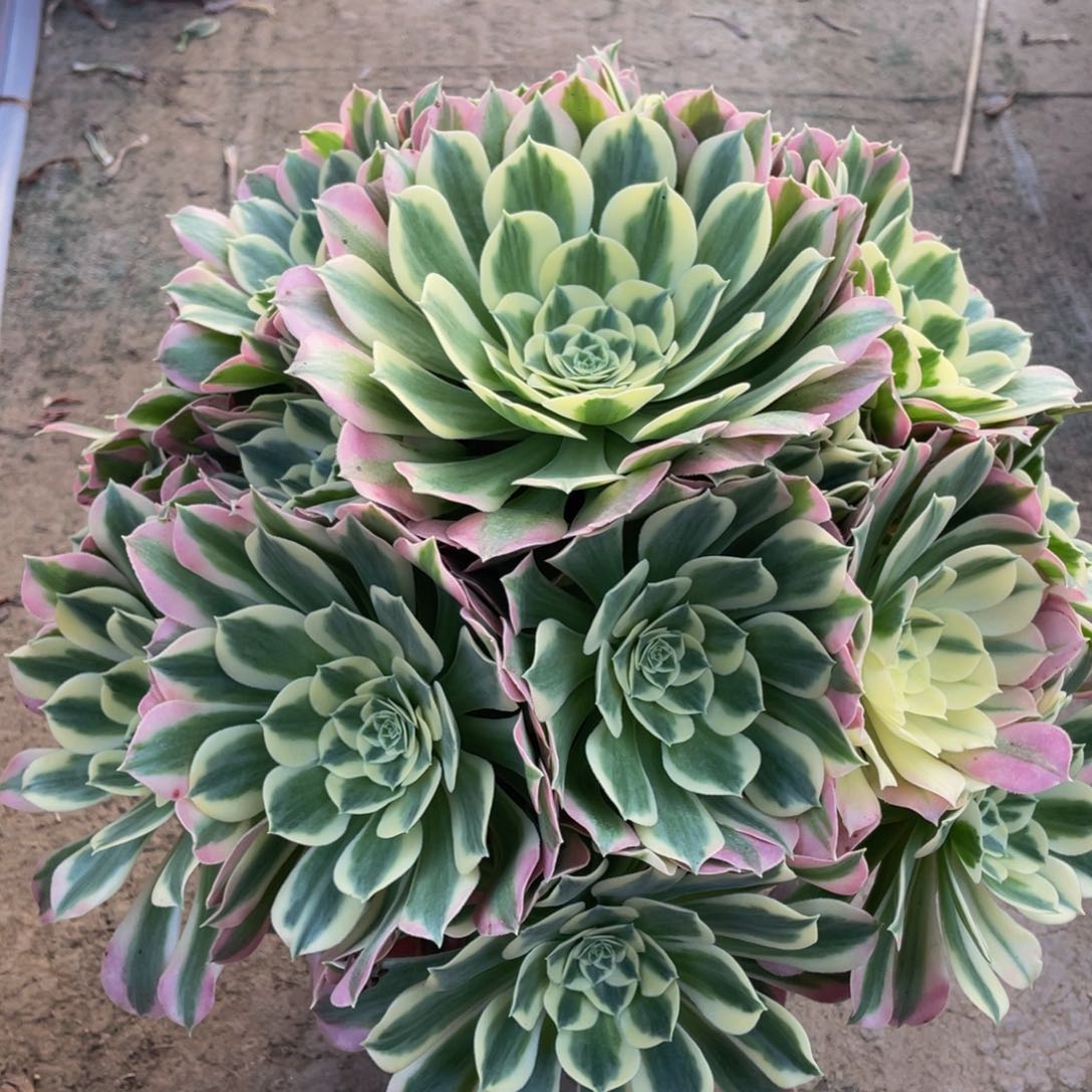 291大白凤精品法师多肉