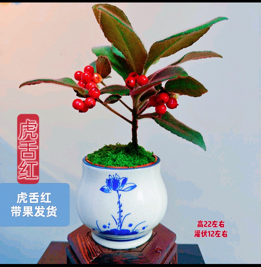 虎舌红【带果】老桩带青花瓷盆室内茶桌办公桌高端绿植种好好养易活