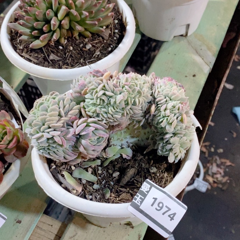 【闪购商品】香妃缀1974