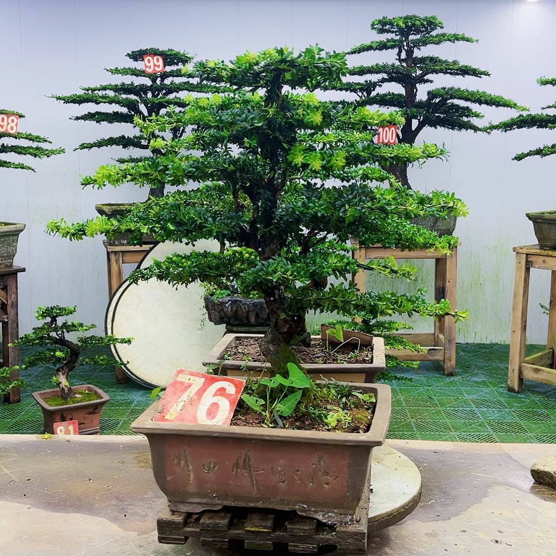 完全开放罗汉松盆景艺术