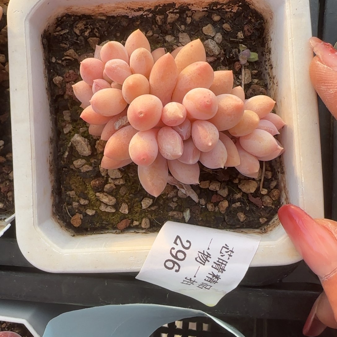 闪购精品多肉296号