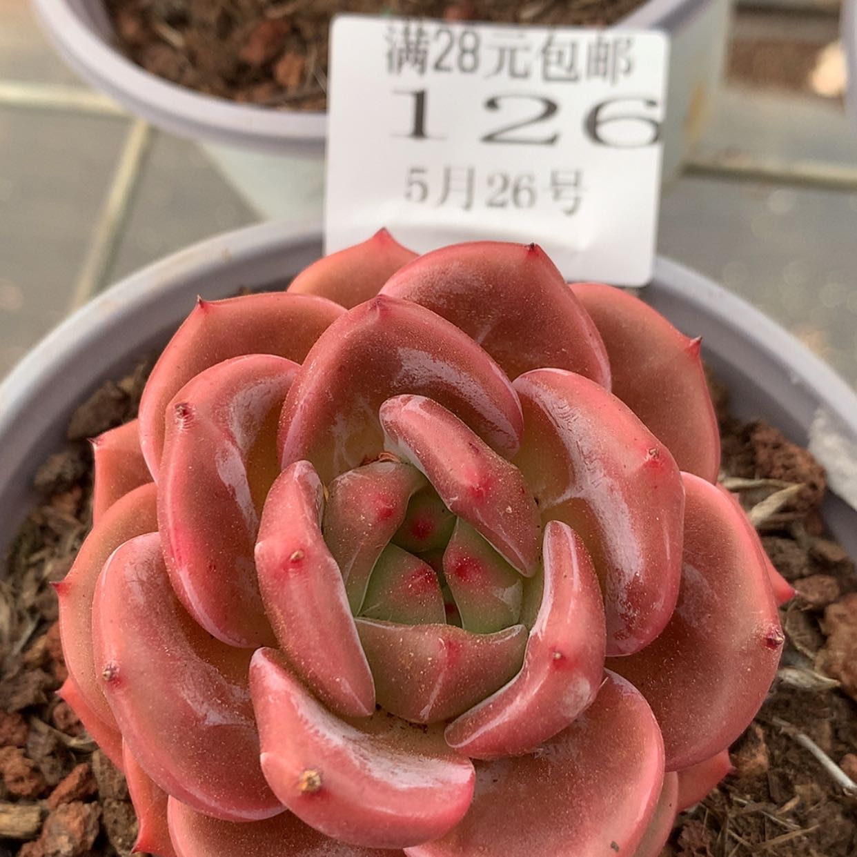 【闪购商品】126号