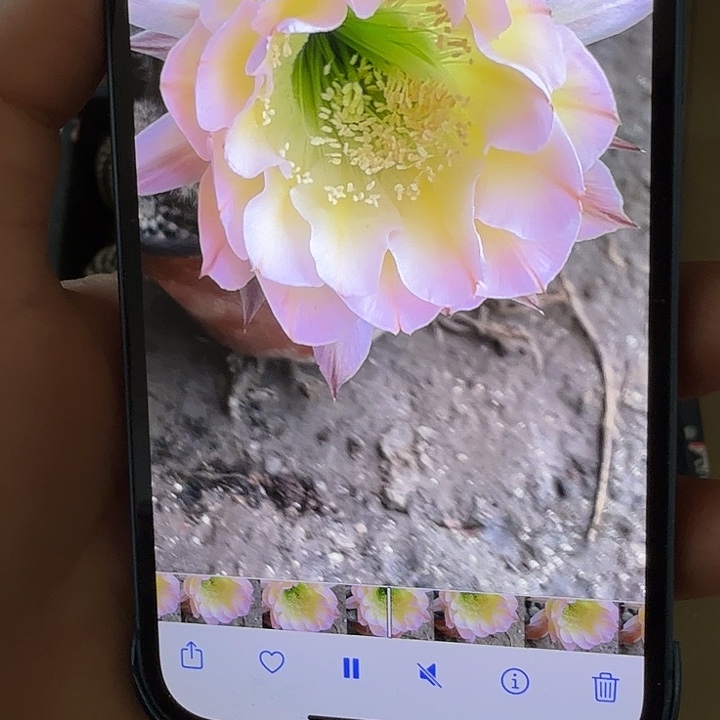 仙人球彩草歪g4148