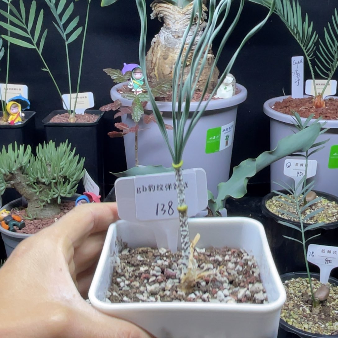 gb 豹纹弹簧草带盆发货