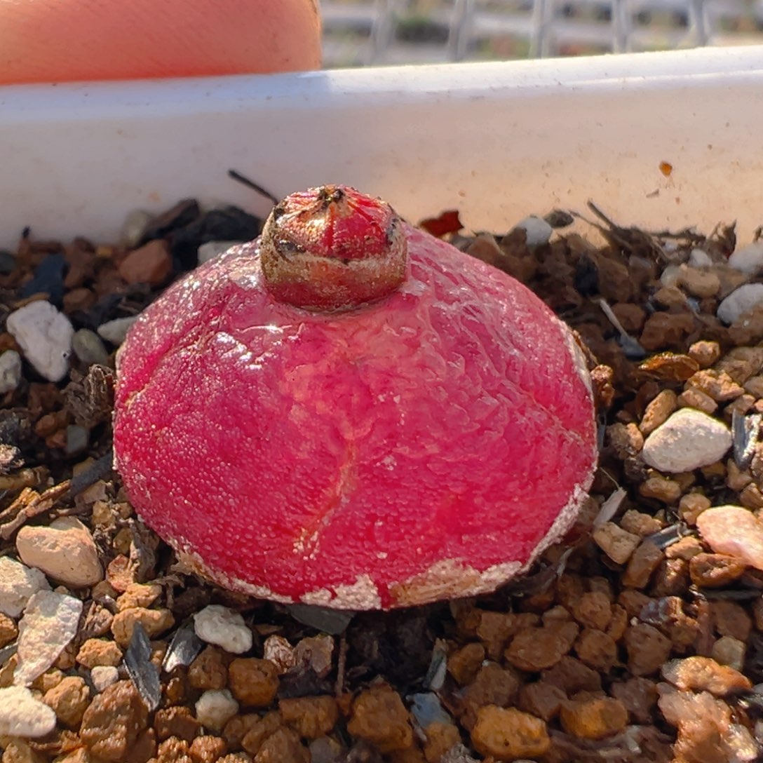 118多肉植物百科知识