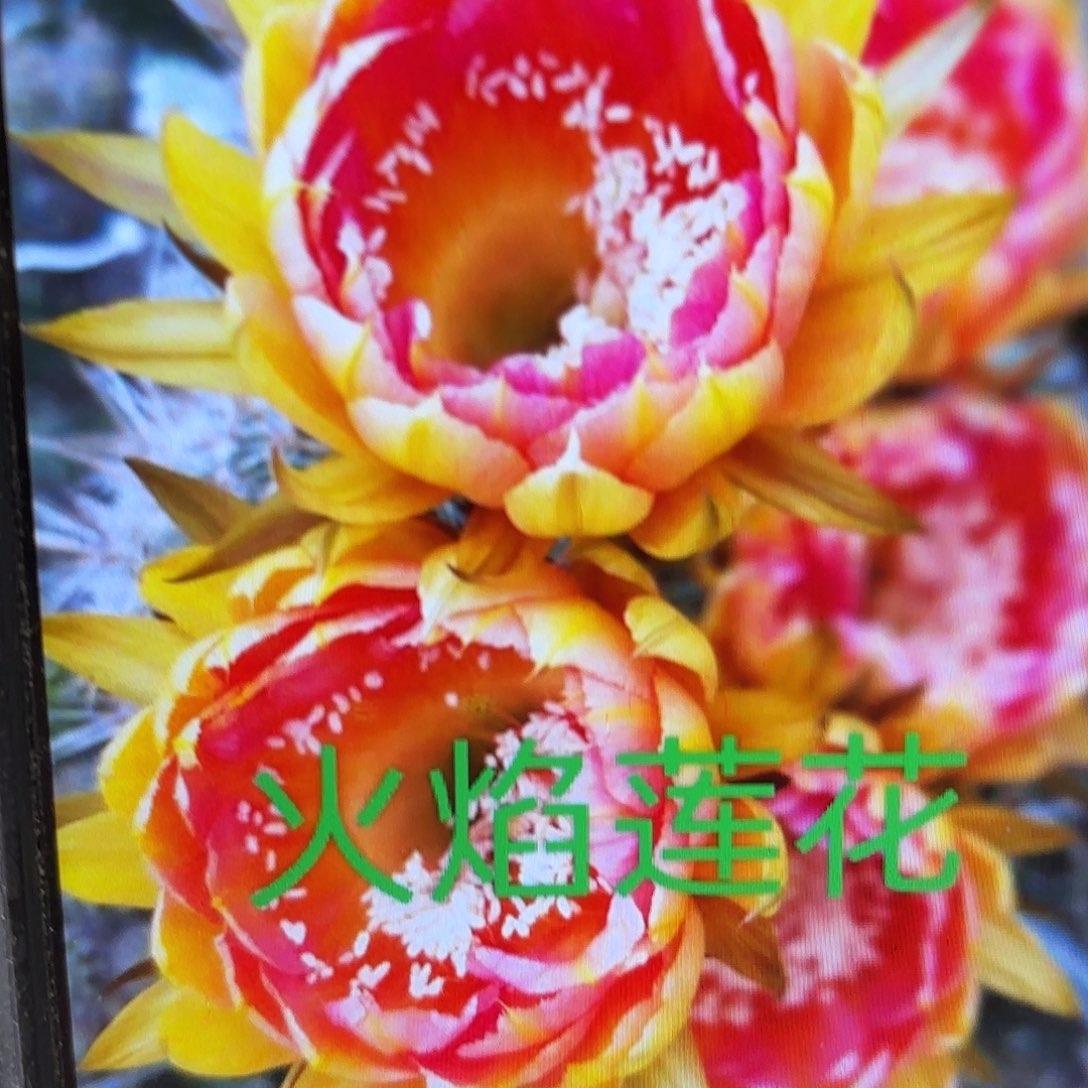 火焰莲花彩侧牙20包邮28