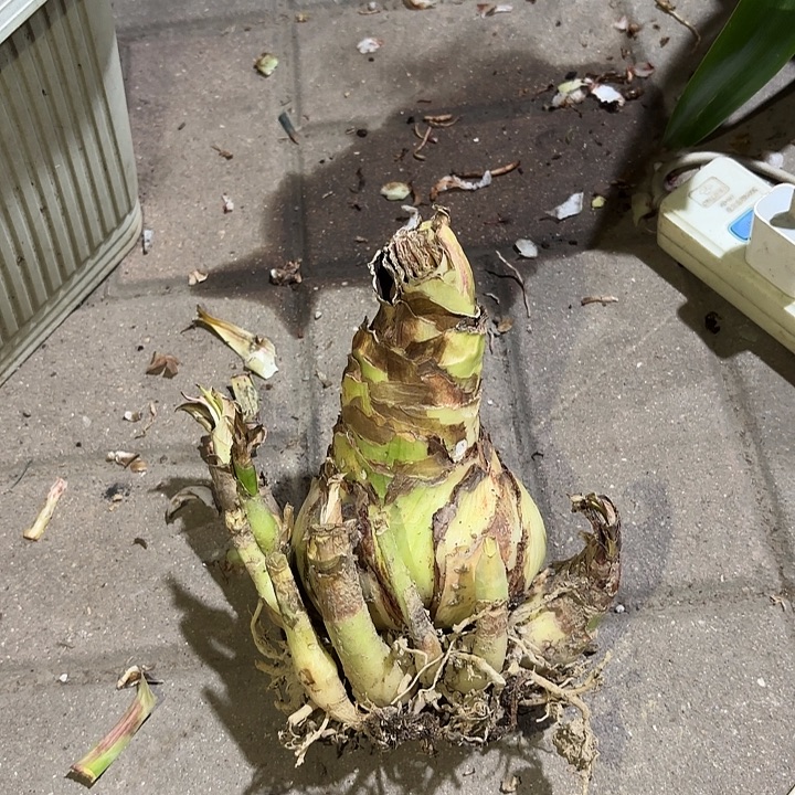 无花朵朱顶红初恋一坨