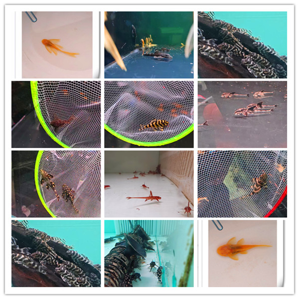 铭彩水族异形鱼小型热带鱼异形鱼工具鱼 集锦 （单品4单才包邮）