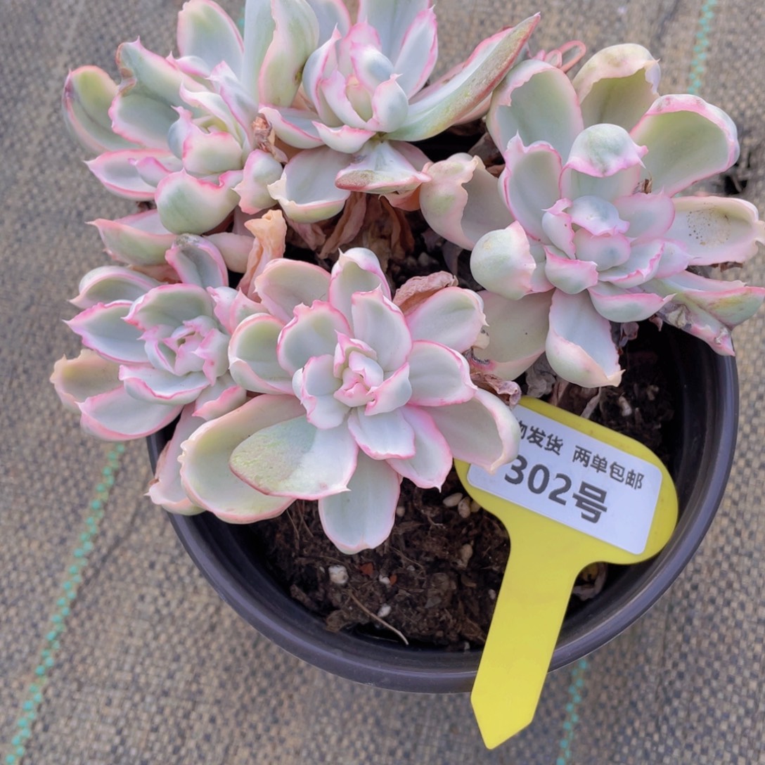 302号 老桩伯克利锦五头