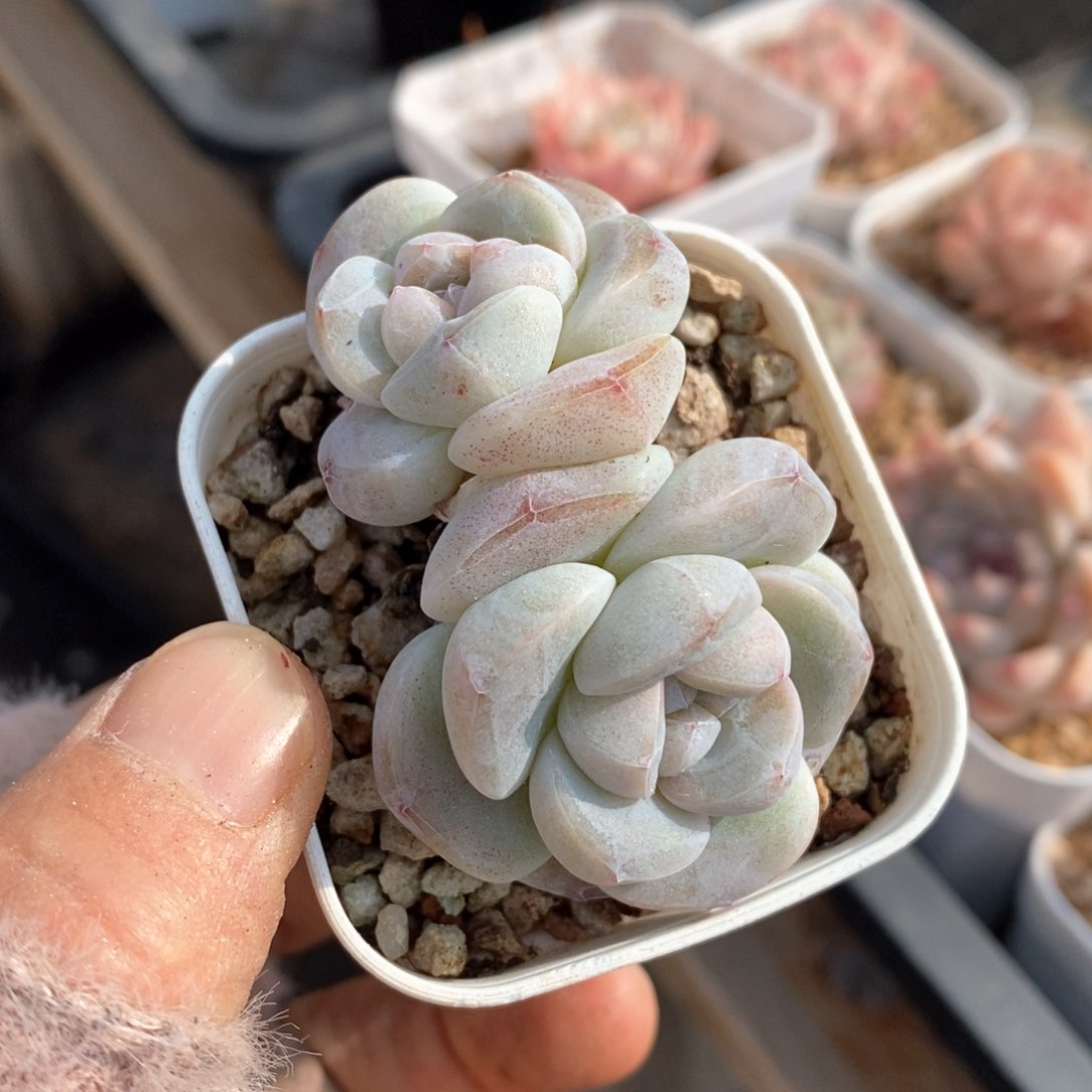 精品多肉一物一的拍189