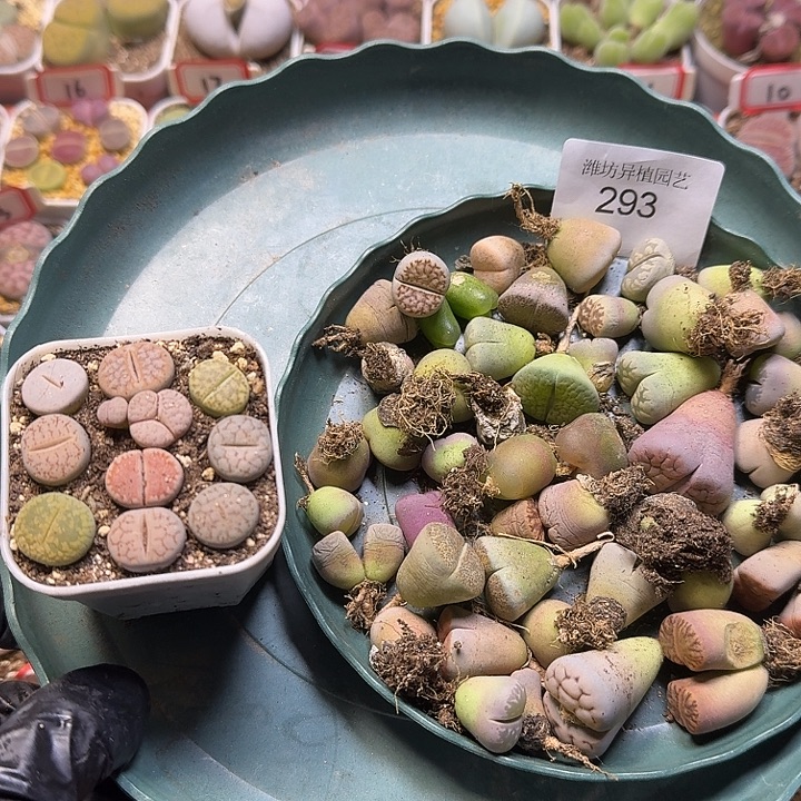 阿***离生石花111221。  无售后。  295