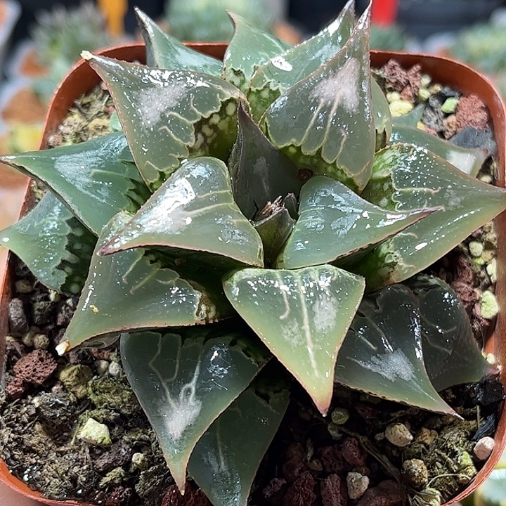 十二卷多肉酒吞童子