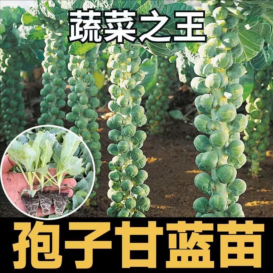 孢子头甘蓝秧苗可种阳台耐热四季生长的小包菜蔬菜秧苗