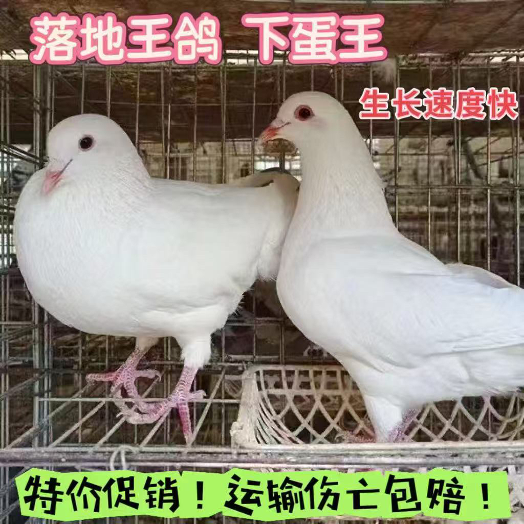 落地王鸽子下蛋王鸽子产蛋王鸽子包邮包活到家顺丰快递包邮