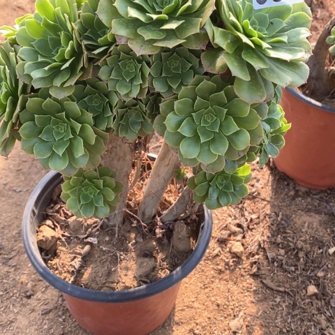 ༒***༒358绿羊绒缀化法师多肉植物