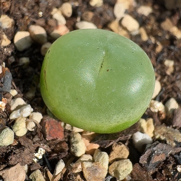 老马生石花钱1.4拉登807