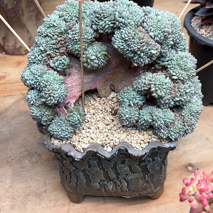 多肉植物，白胖子缀