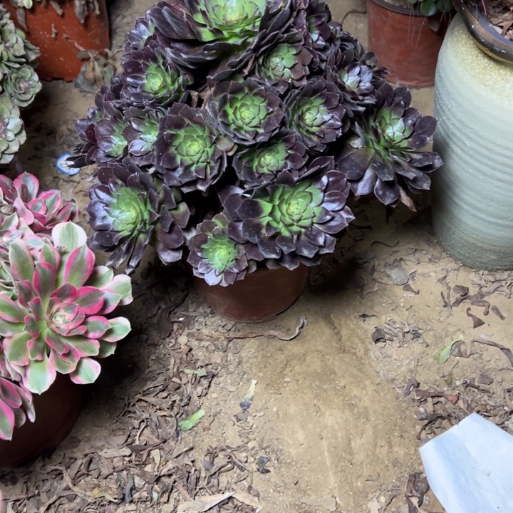 d***y多肉植物黑魔法师53