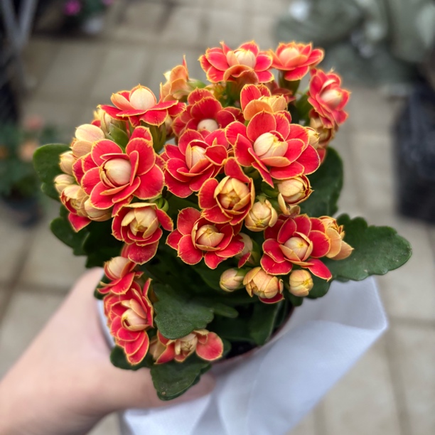 【缤纷甄选】精品金狐狸80杯到手一盆