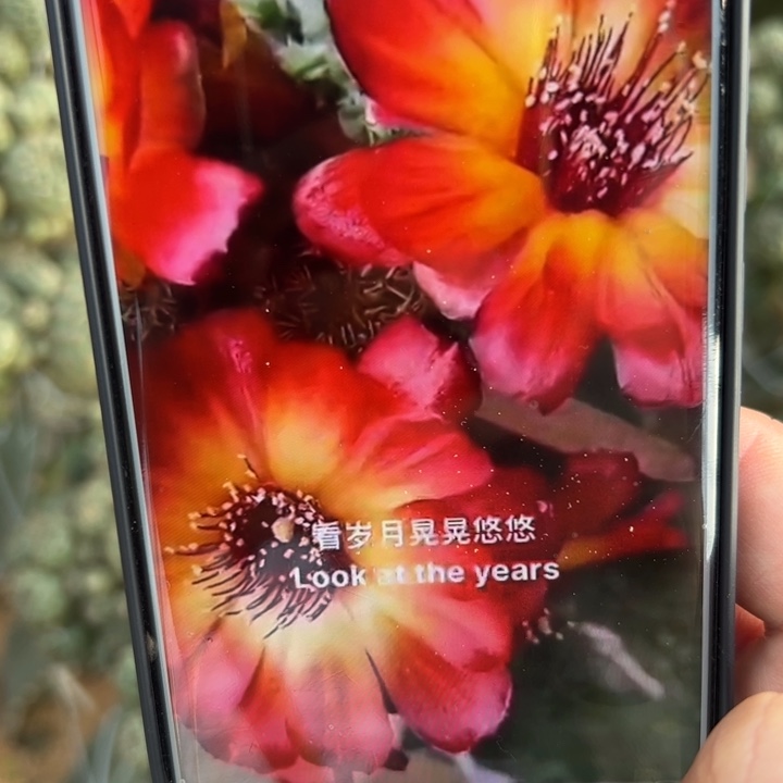 4勾宝火焰歪无根侧芽2一3公分左右20包邮