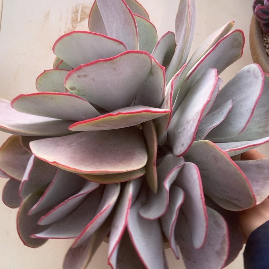 白眉多肉多肉多肉多肉