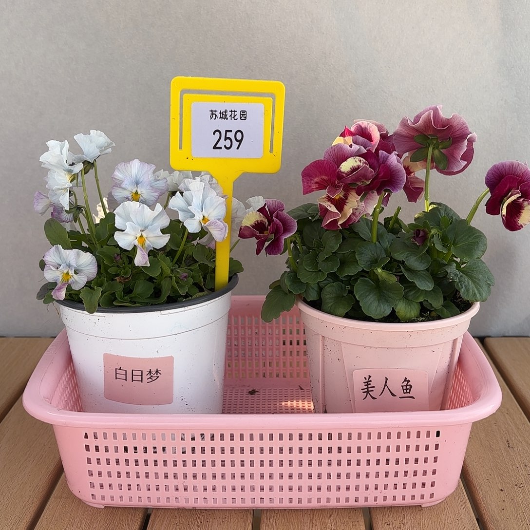 大部分开放少量花苞259