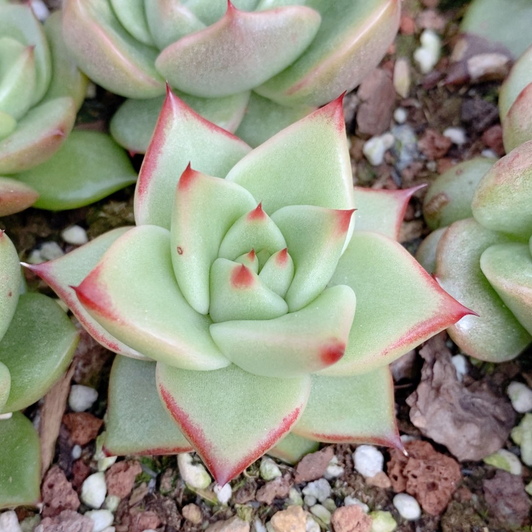 254 号东云系多肉植物