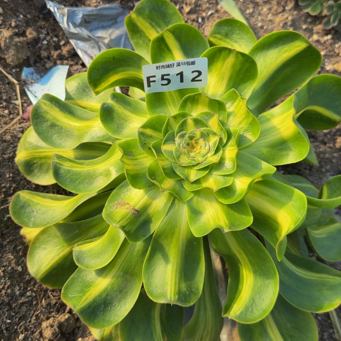 512暴君。多肉植物