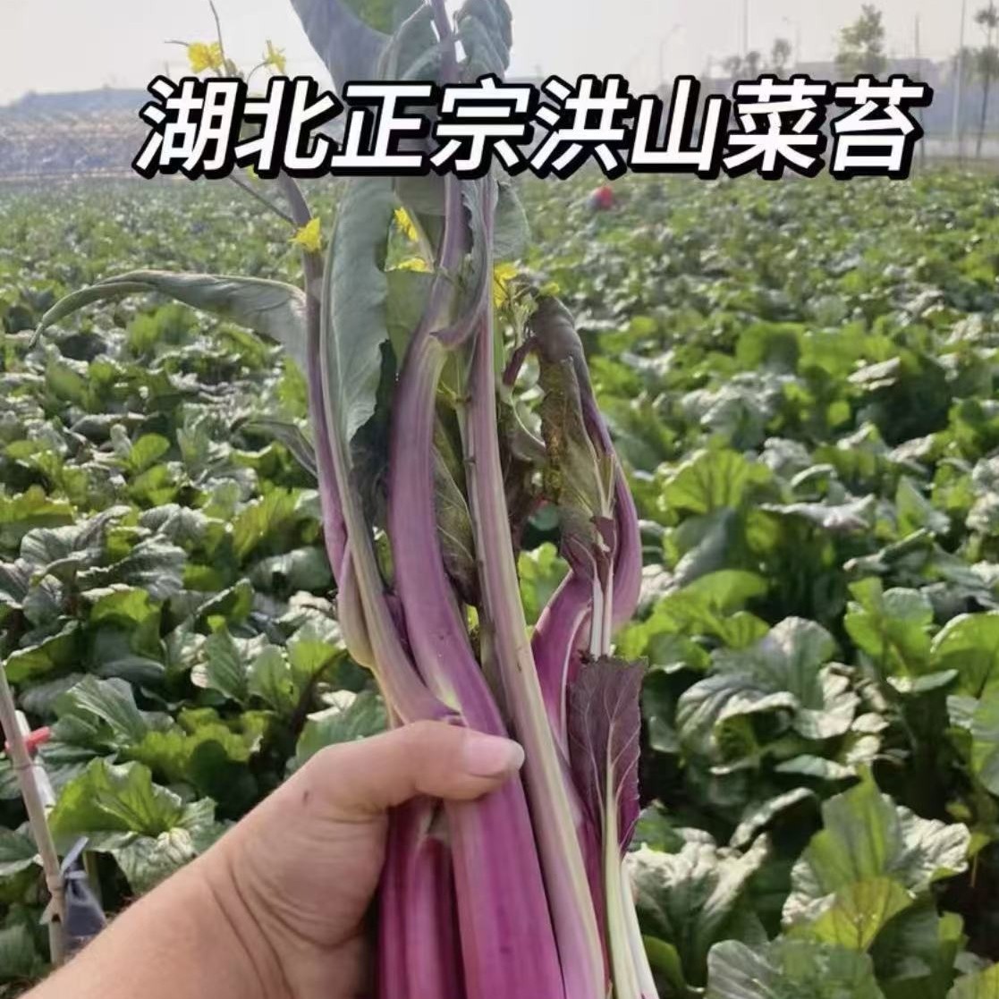 湖北武汉洪山菜苔农家自种露天种植现摘新鲜蔬菜核心产区锁鲜发货