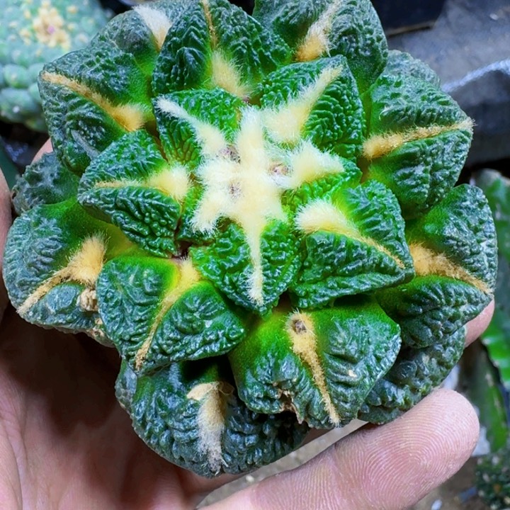 福利苗接黑牡丹龟甲341