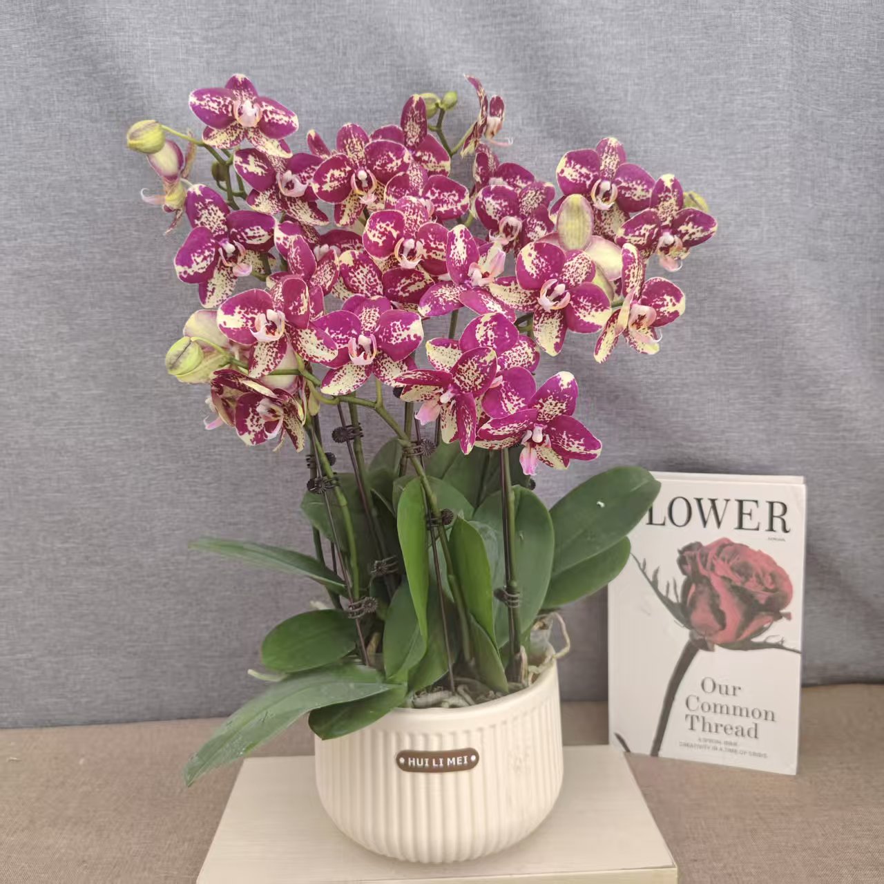 【毕加索】蝴蝶兰好养耐养花期长苗情优质基地直发