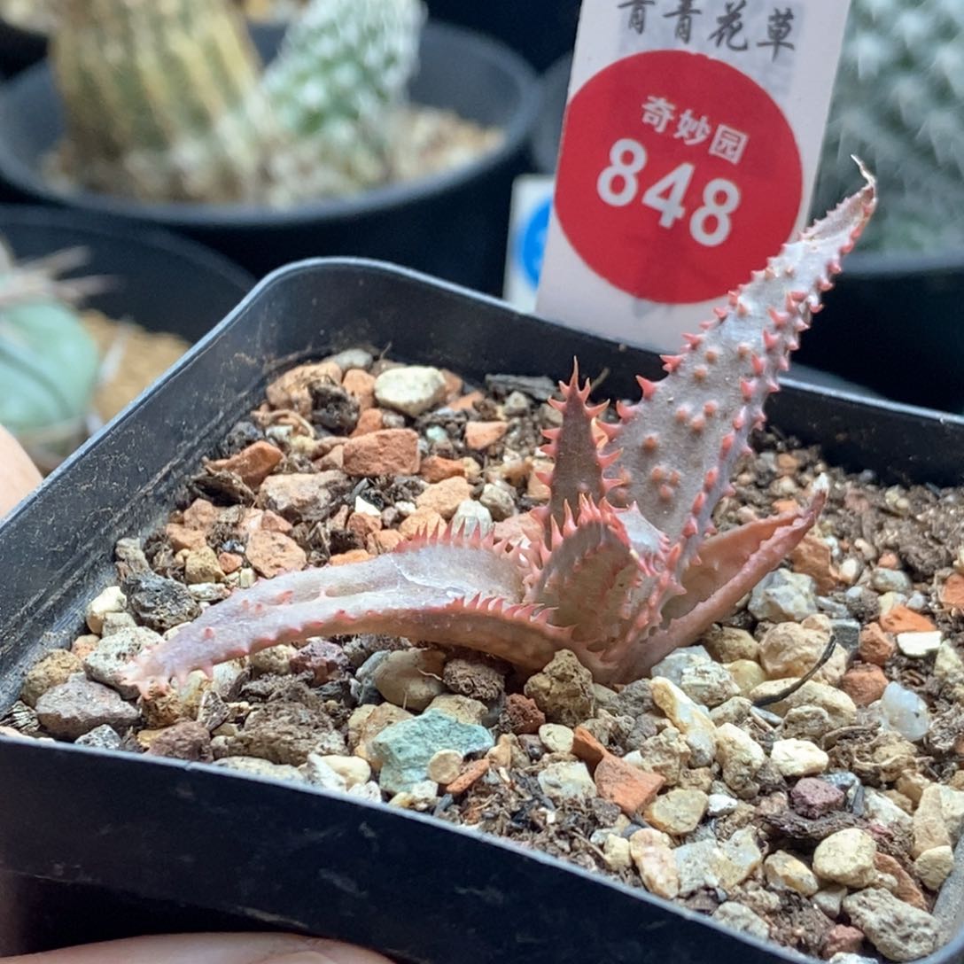 彩芦荟一棵仙人球