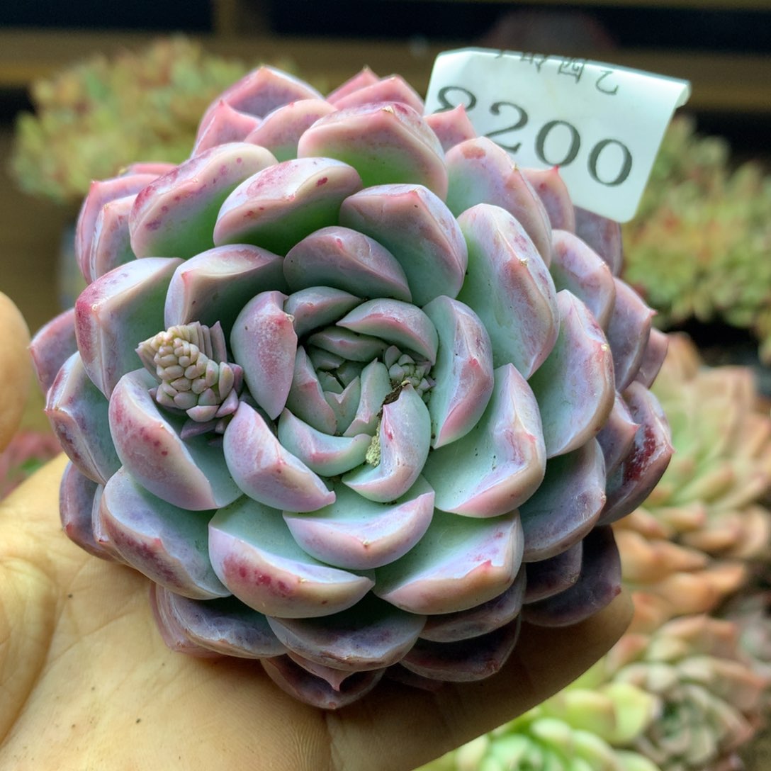 8200杂交多肉植物