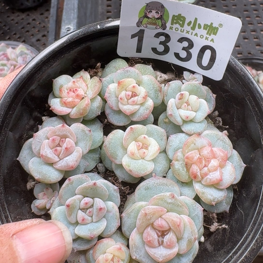 多肉植物多肉植物