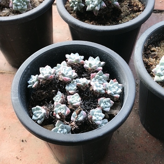 韩货格诺马仙女棒