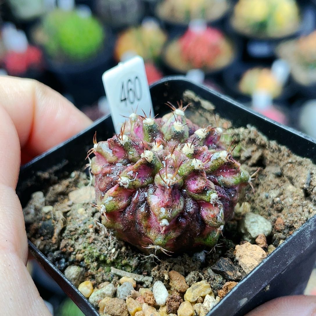 粉钻海神非偏远地区满25发货仙人球