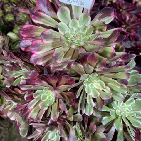 紫陌多肉多肉6402