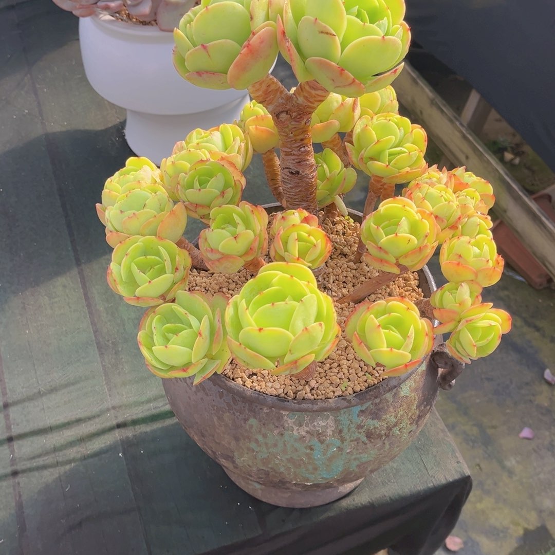 碧桃带盆一物一拍